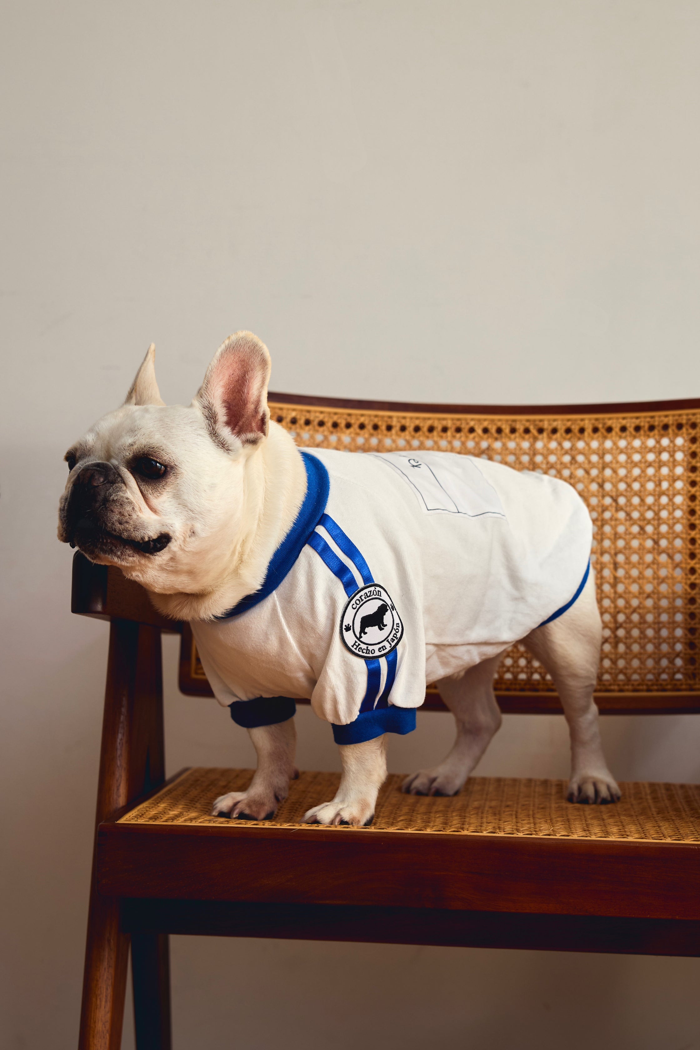 Tuta da ginnastica con pettorina [blu] per bulldog francesi/inglesi - 100% cotone