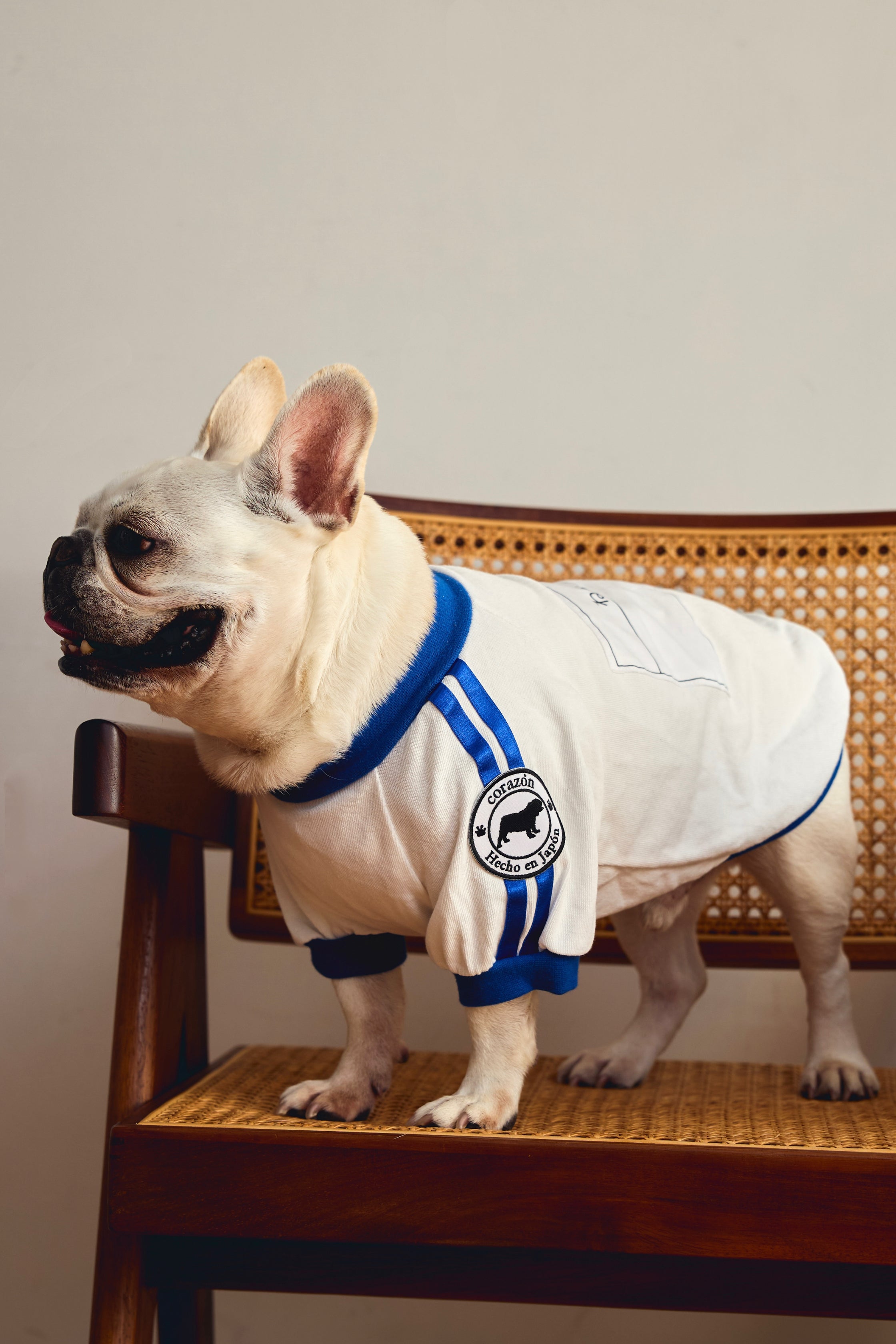 Tuta da ginnastica con pettorina [blu] per bulldog francesi/inglesi - 100% cotone