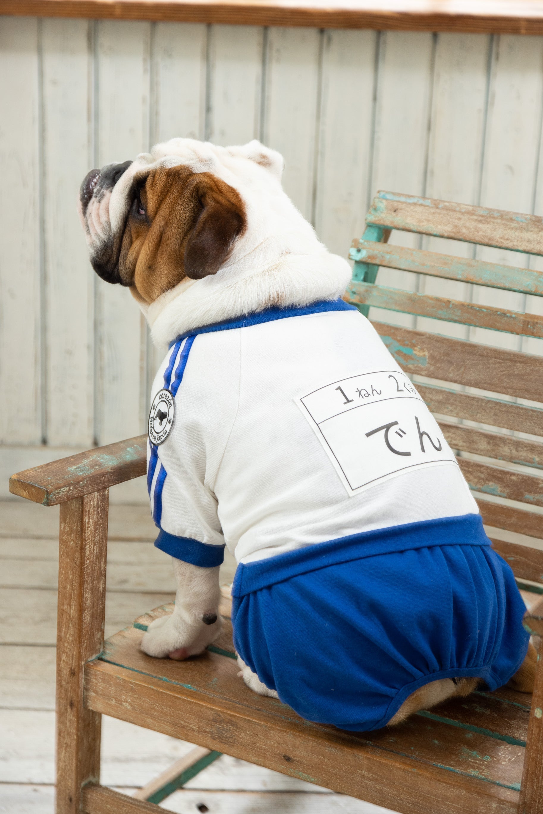 [Blu] Pantaloncini da ginnastica con pettorina (French Bulldog/Bull Dog Only) - 100% cotone