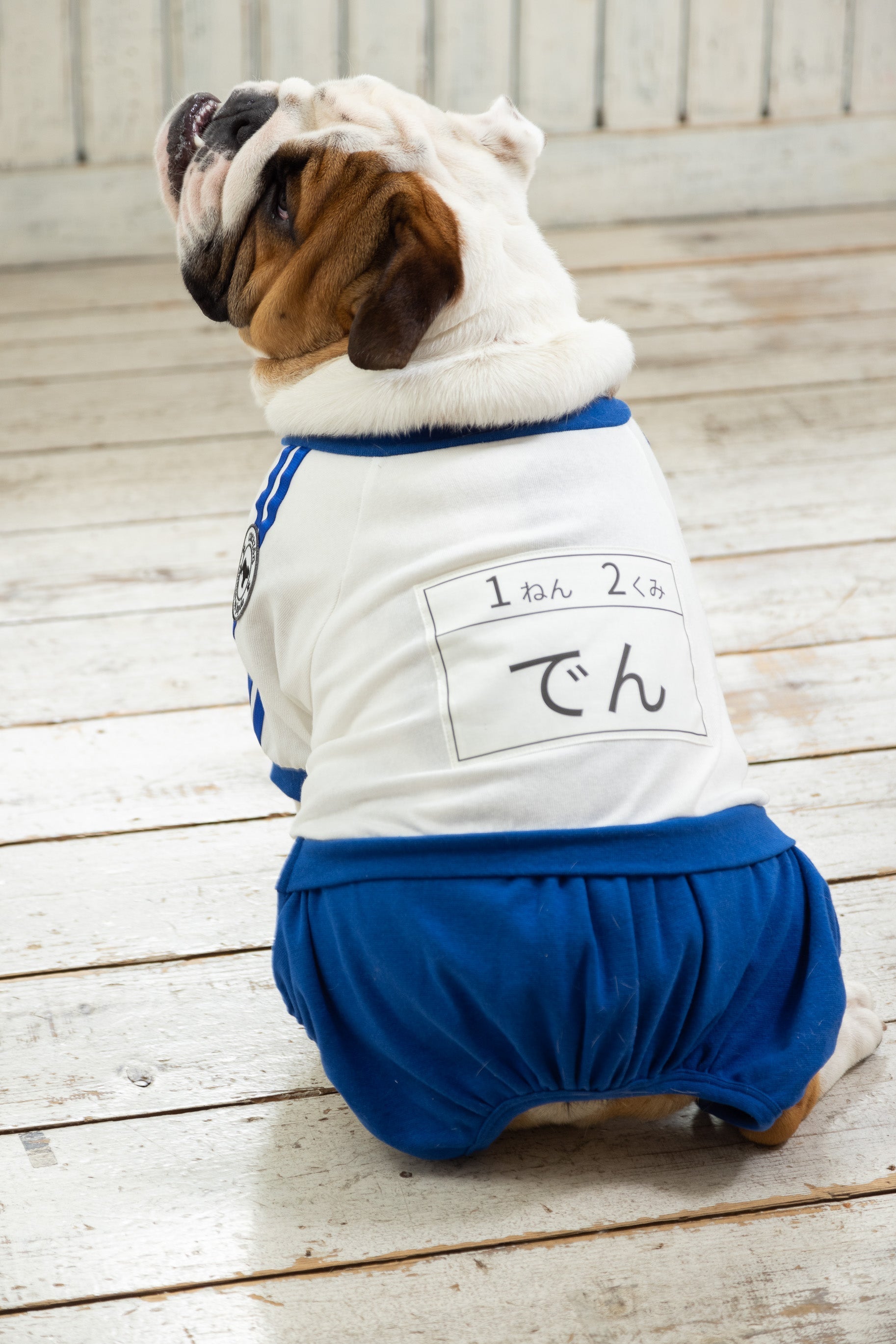[Blu] Pantaloncini da ginnastica con pettorina (French Bulldog/Bull Dog Only) - 100% cotone