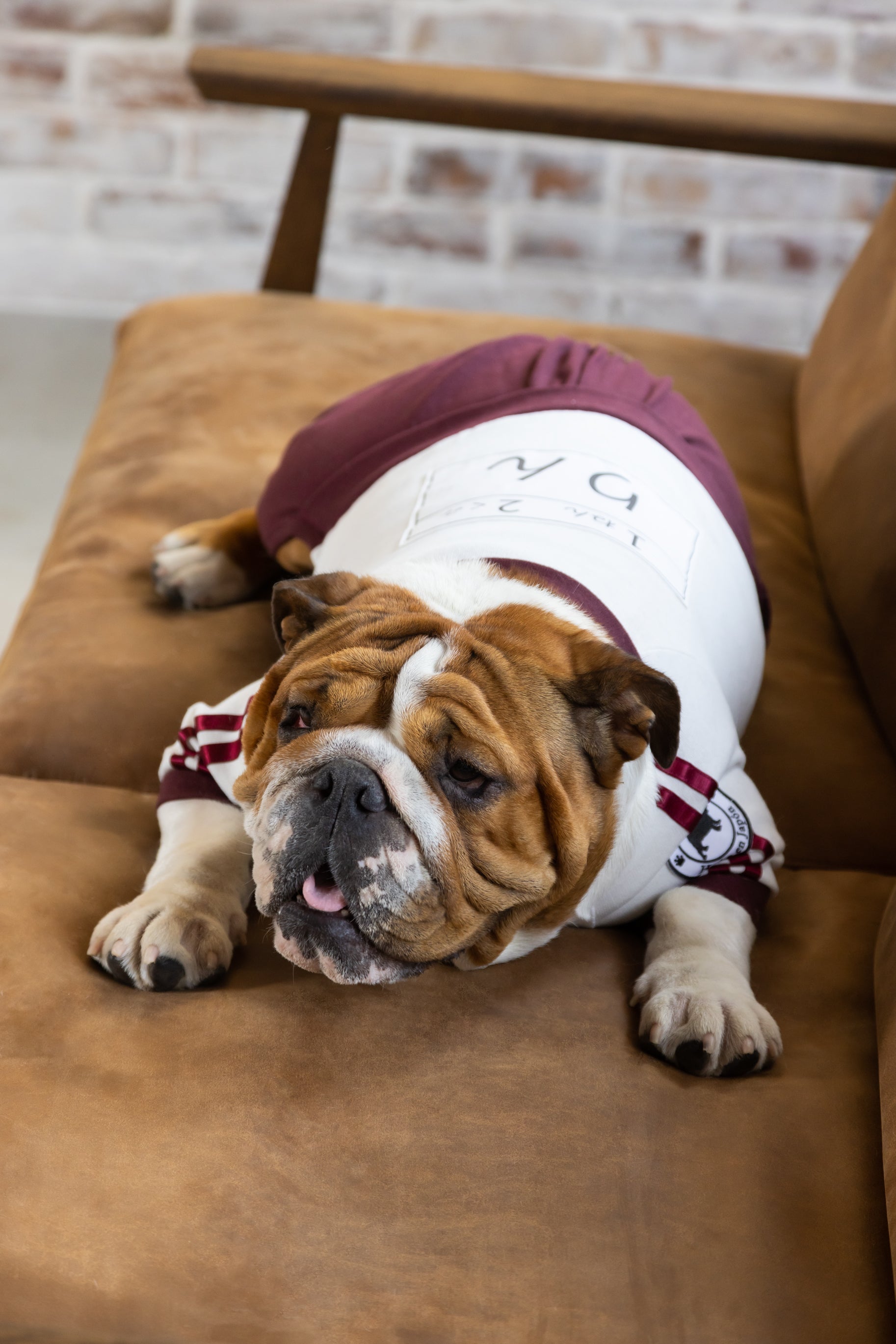 Tuta ginnica a bloomer "Bordeaux" con pettorina per Bulldog Francese/Bulldog - 100% cotone