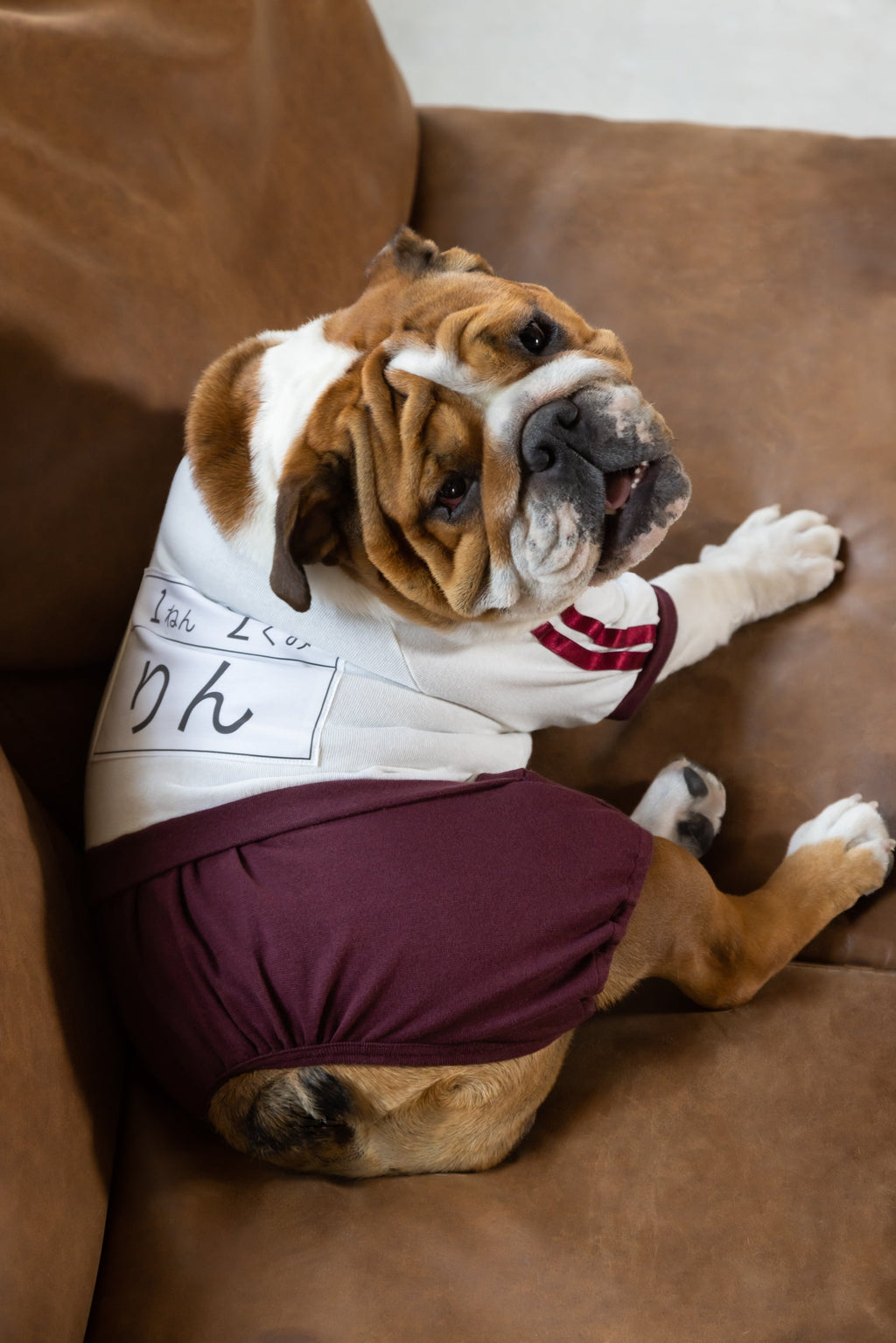 Tuta ginnica a bloomer "Bordeaux" con pettorina per Bulldog Francese/Bulldog - 100% cotone