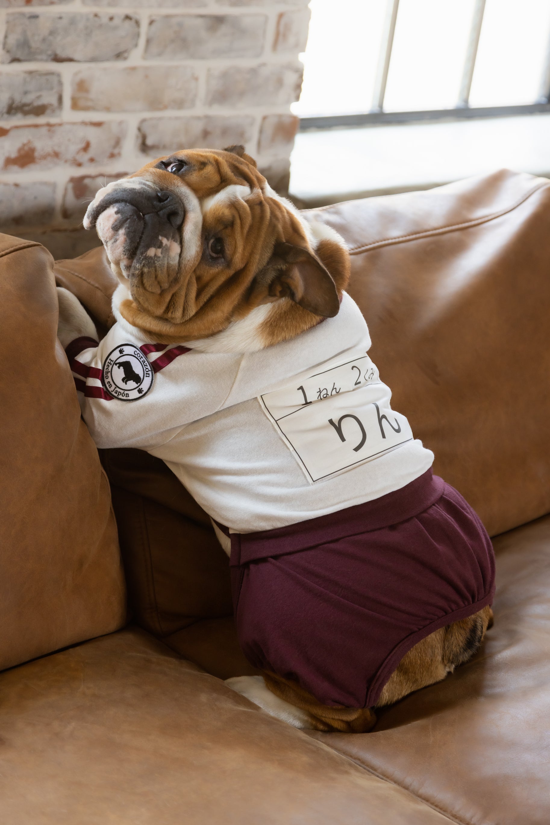 Tuta ginnica a bloomer "Bordeaux" con pettorina per Bulldog Francese/Bulldog - 100% cotone