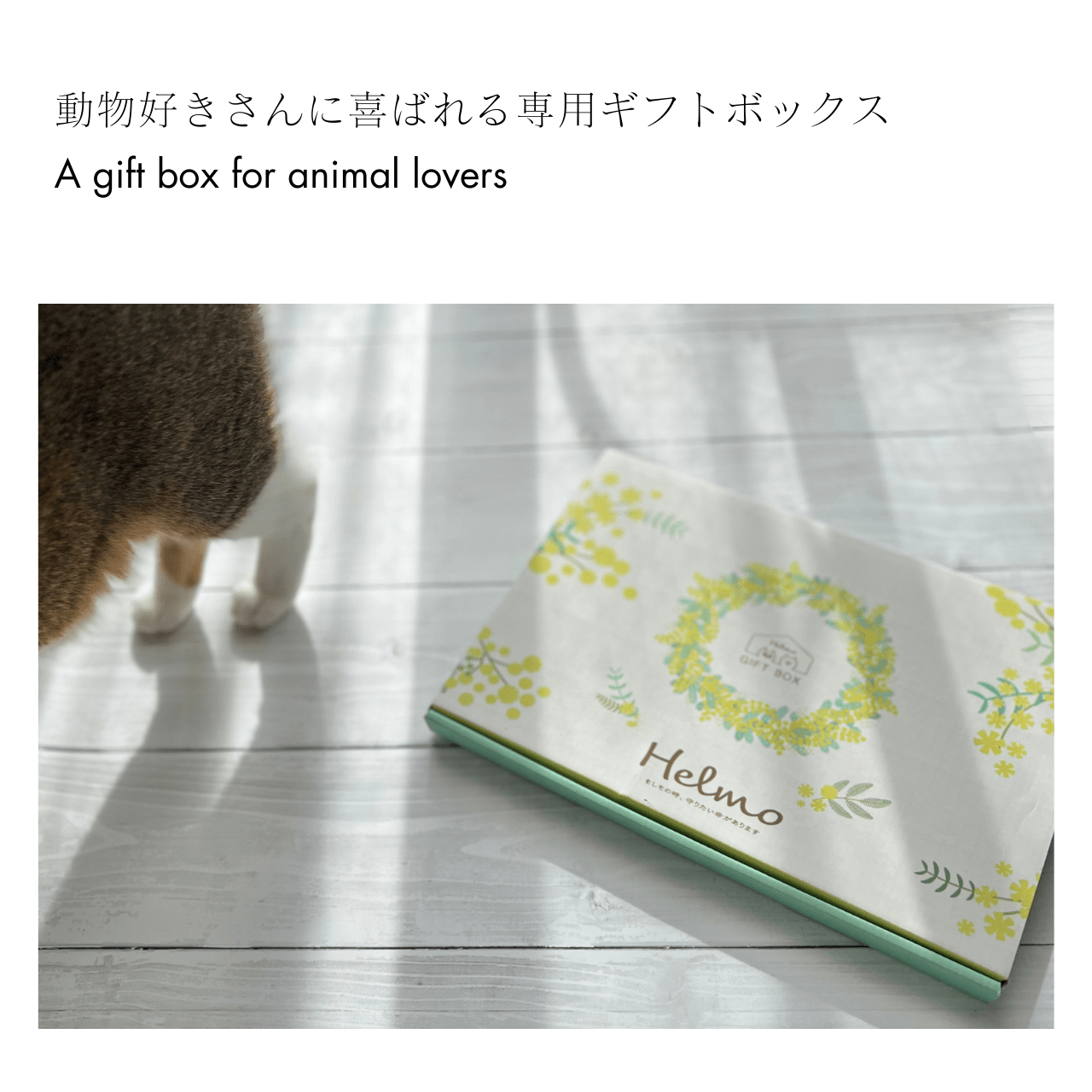 BOX Sicurezza Vita col Gatto｜Ottimo anche come regalo! Il set di preparazione per il tuo amato gatto